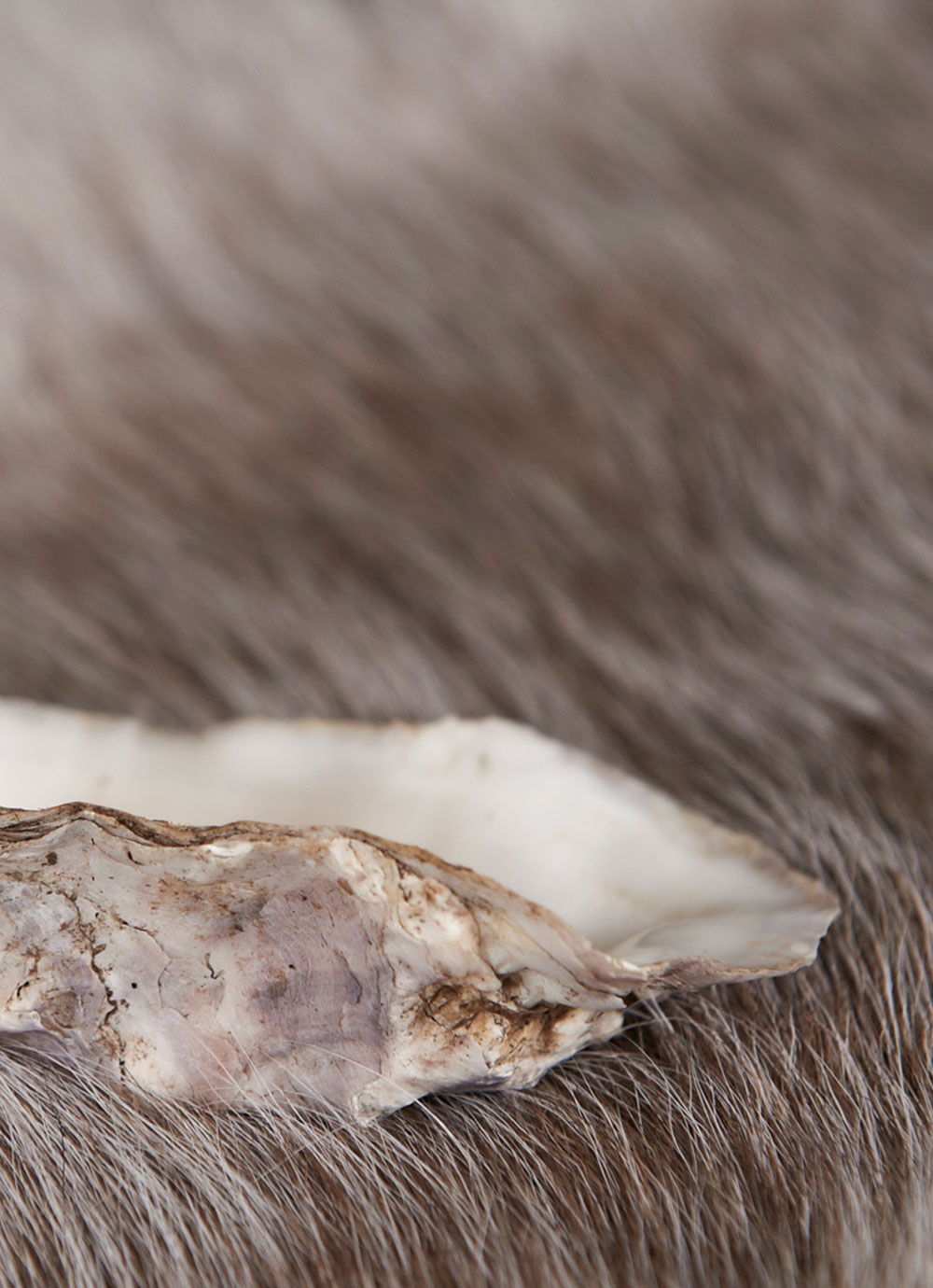 Shell portrait