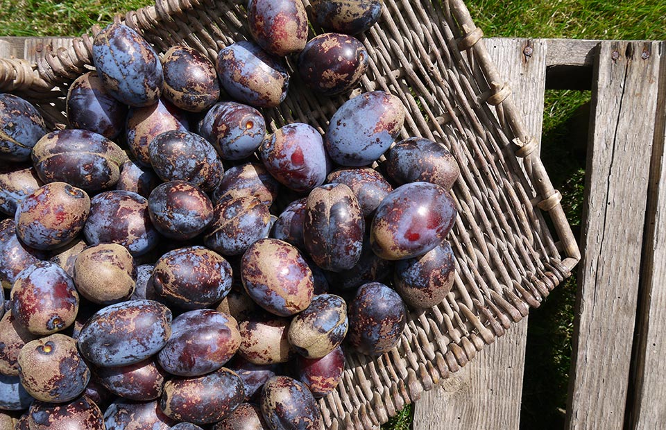 Interest plums